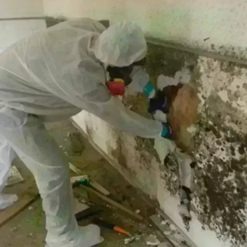 Mold Remediation and Removal in Livermore, CA